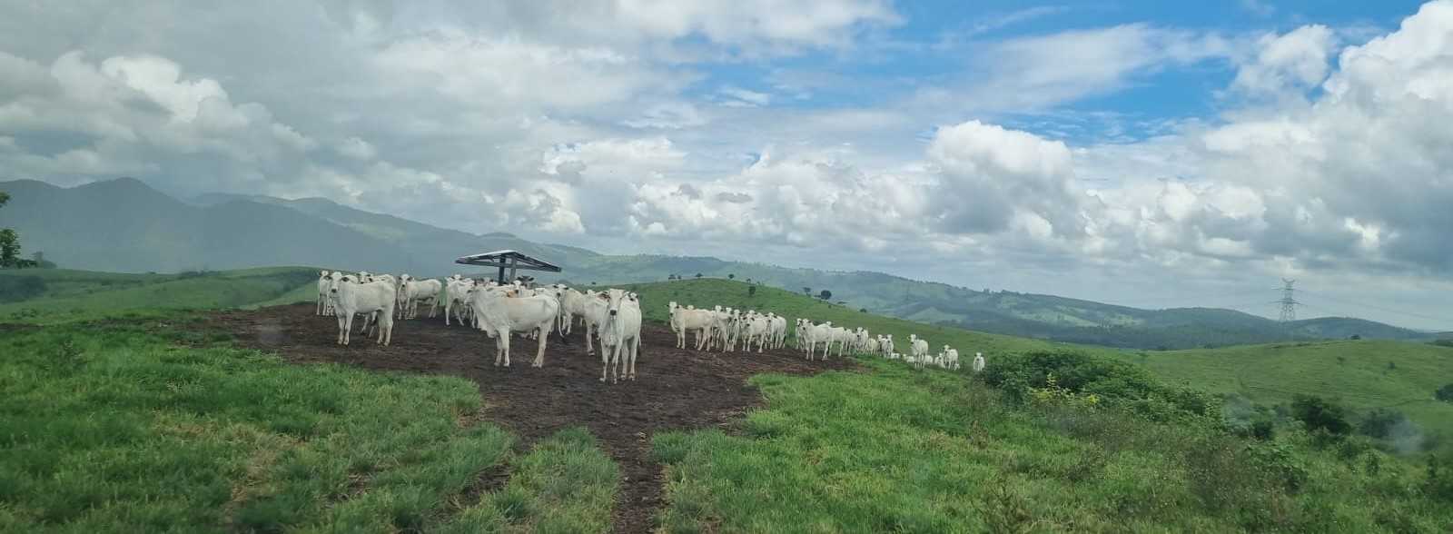 Chácara, 1 quarto, 411 hectares - Foto 19