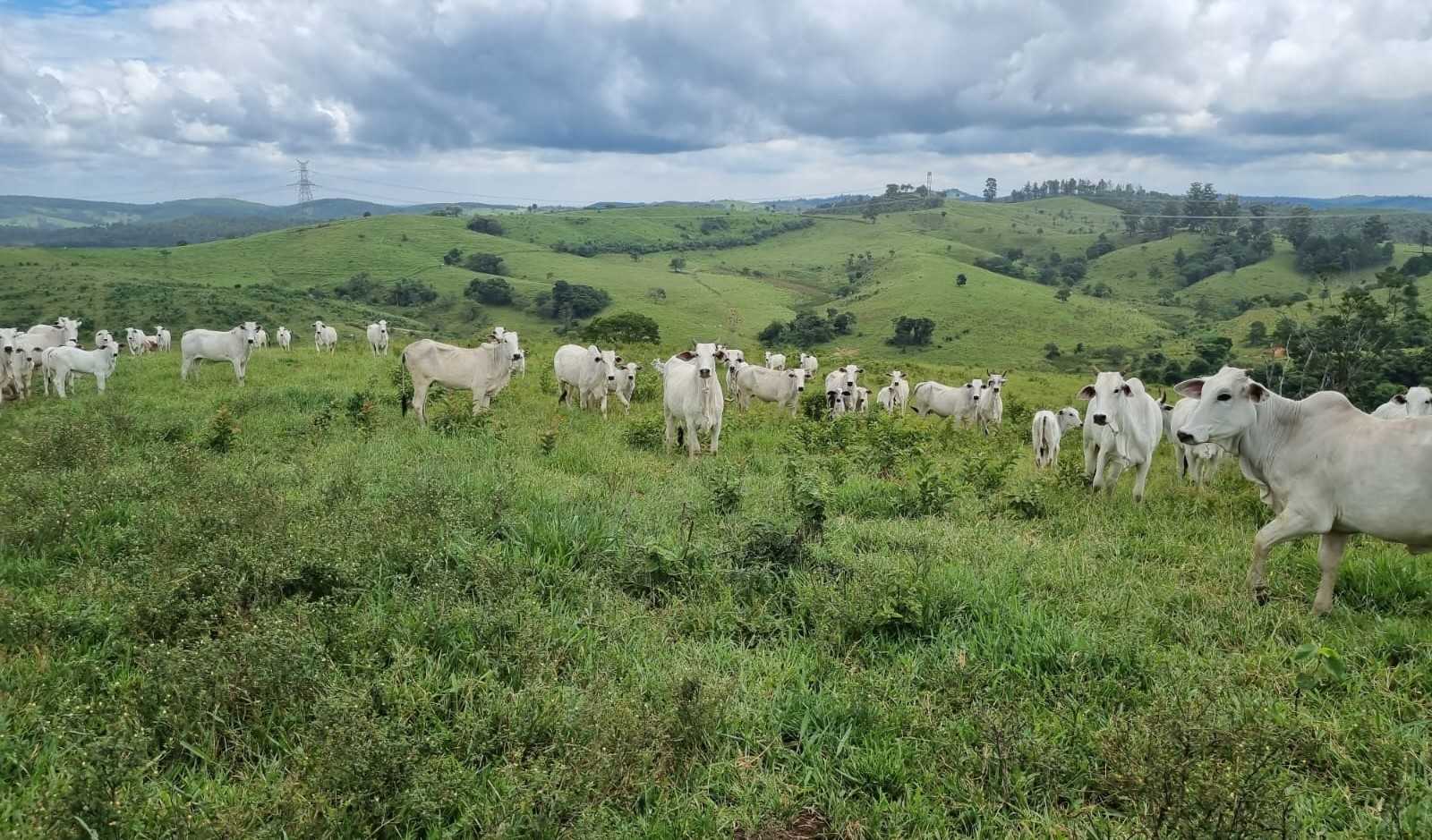 Chácara, 1 quarto, 411 hectares - Foto 18