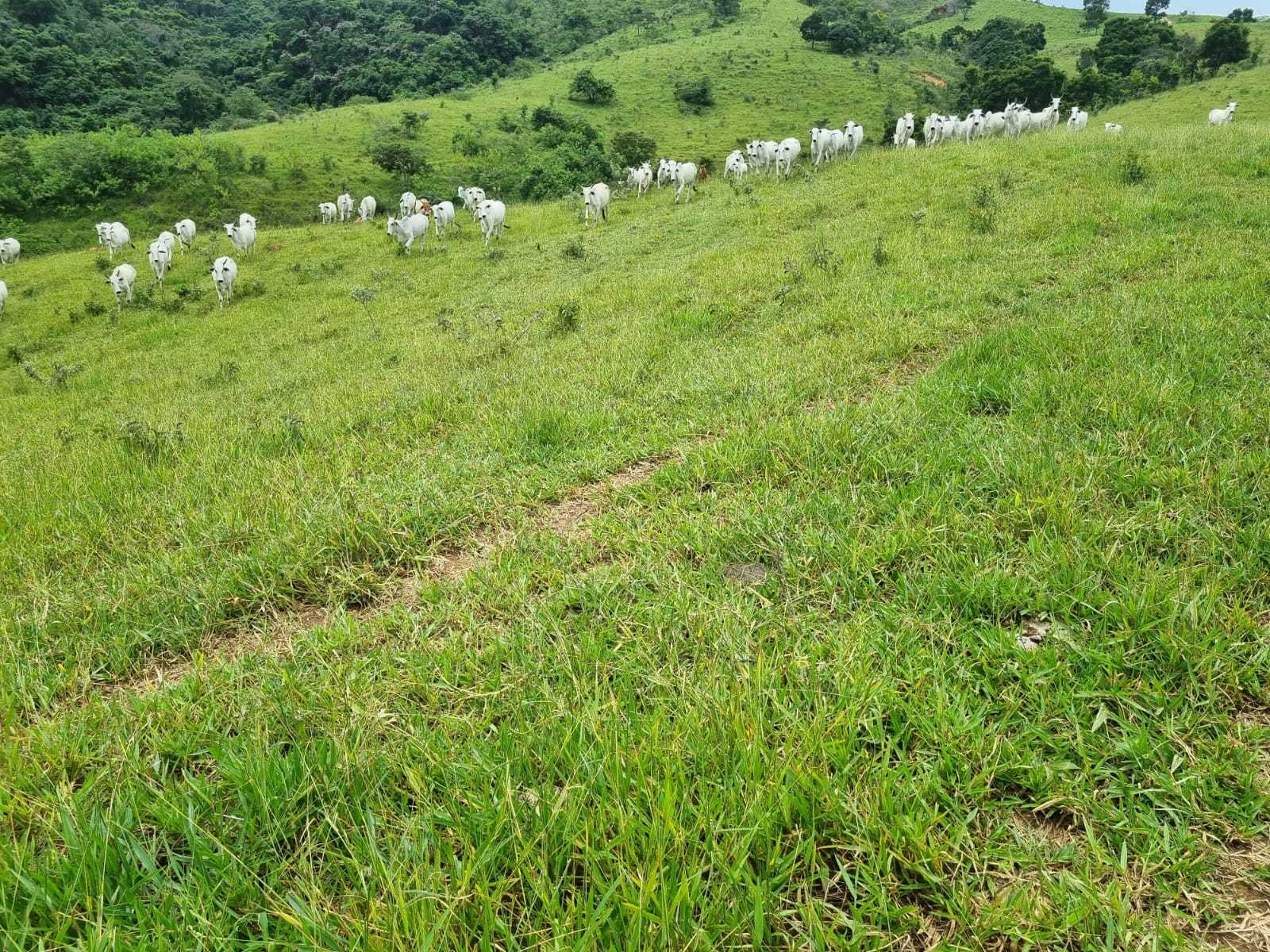 Chácara, 1 quarto, 411 hectares - Foto 21
