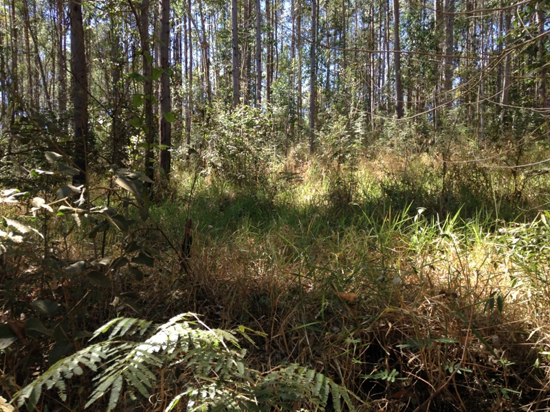 Chácara, 1 quarto - Foto 2