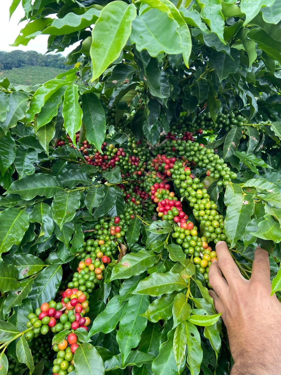 Fazenda, 239 hectares - Foto 15