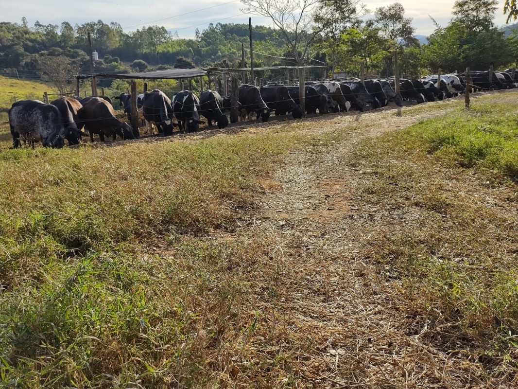 Fazenda, 150 hectares - Foto 4