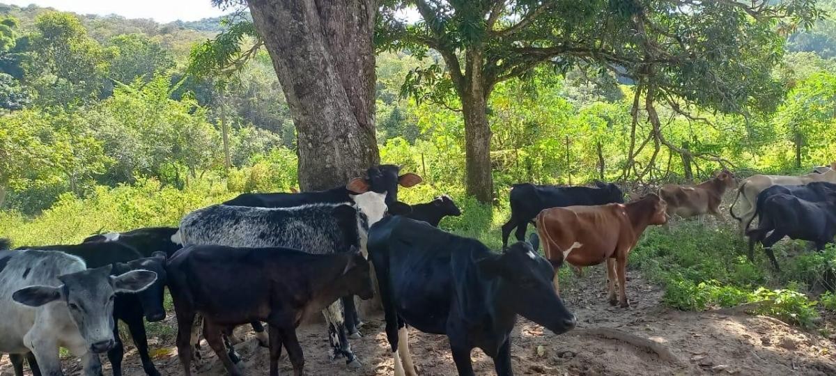 Fazenda, 150 hectares - Foto 1