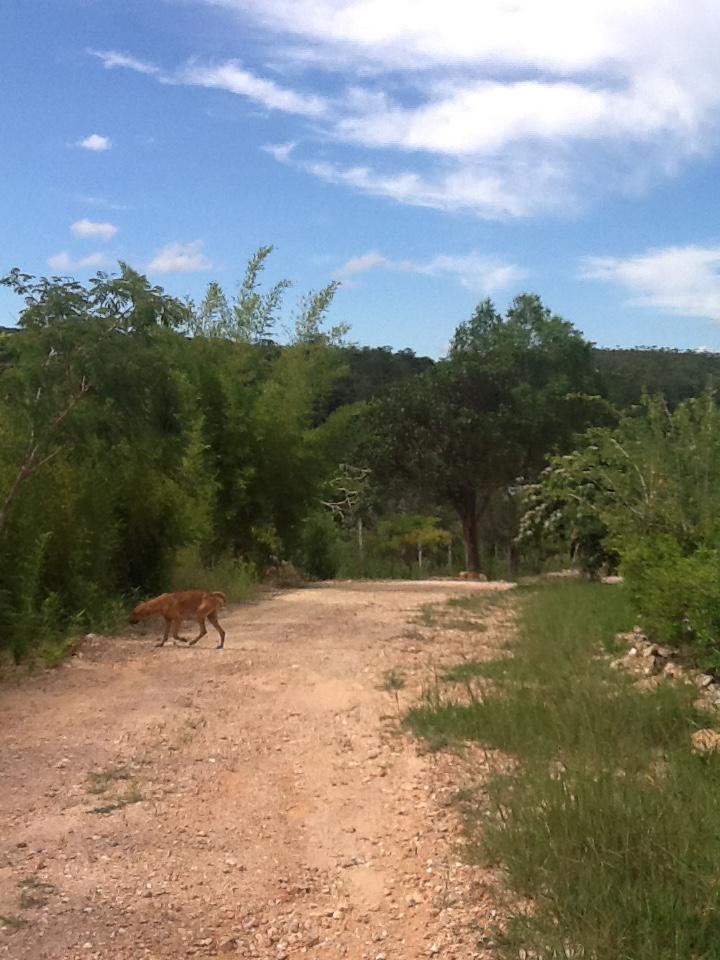 Chácara, 1 quarto, 2 hectares - Foto 6