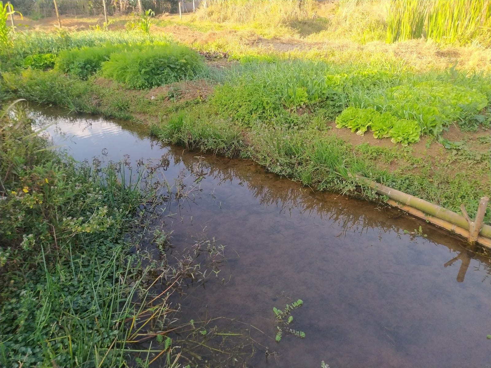 Terreno, 10012 m² - Foto 2