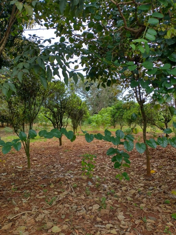 Sítio, 1 quarto, 60 m² - Foto 3