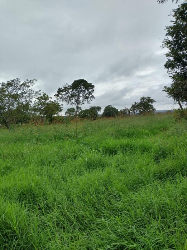 Sítio, 1 quarto, 60 m² - Foto 13