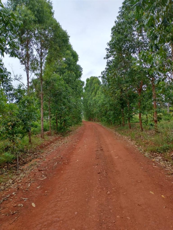 Sítio, 1 quarto, 60 m² - Foto 14