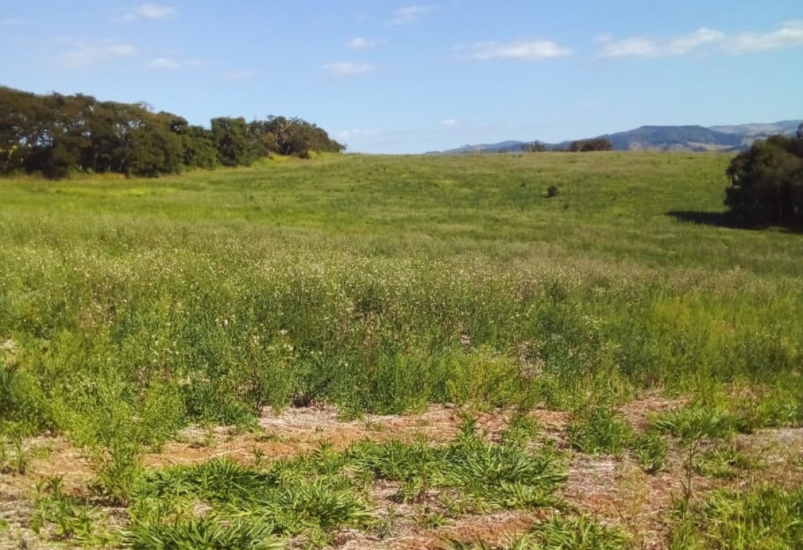 Fazenda, 487 hectares - Foto 20