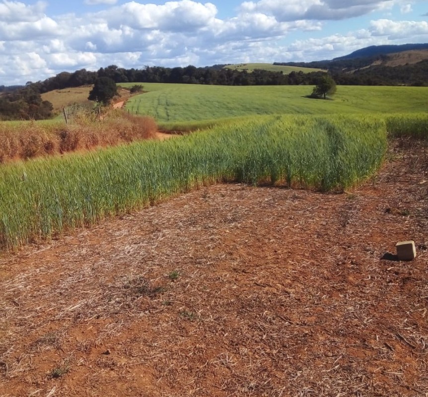 Fazenda, 487 hectares - Foto 16