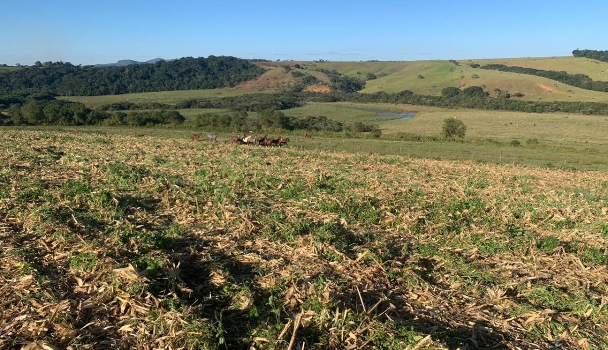 Fazenda, 487 hectares - Foto 5