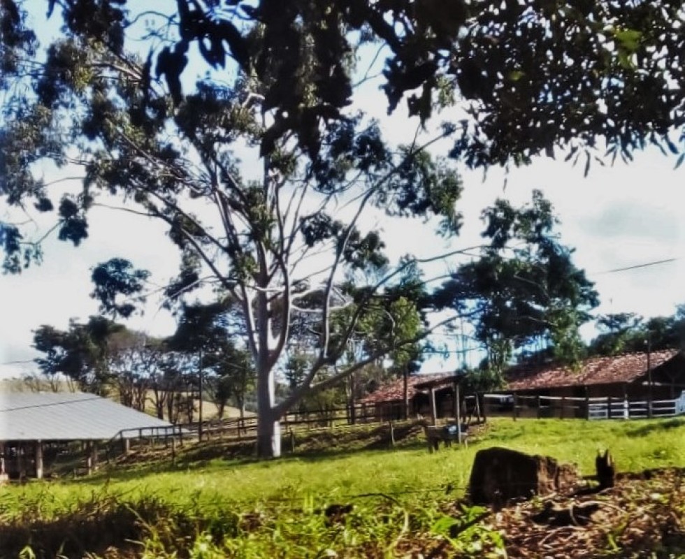 Fazenda, 487 hectares - Foto 23