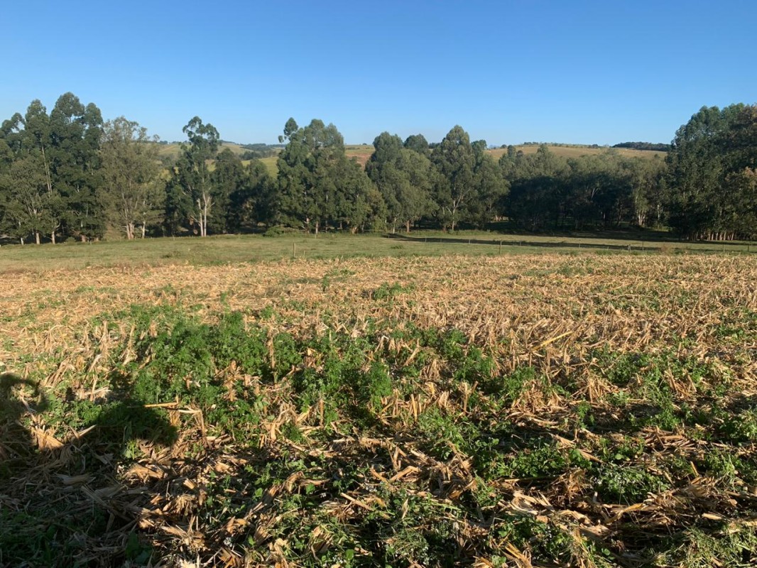 Fazenda, 487 hectares - Foto 7