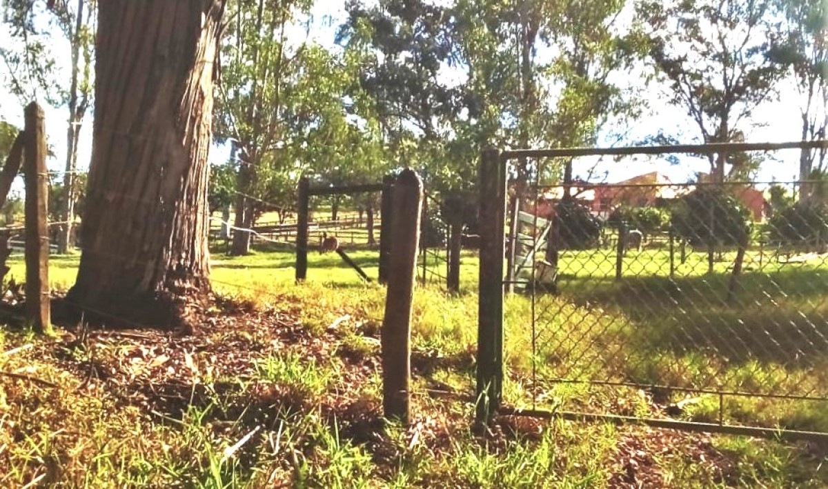 Fazenda, 487 hectares - Foto 24