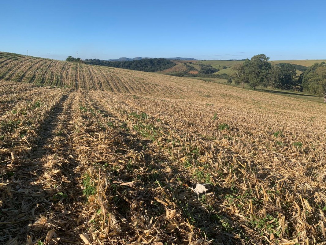 Fazenda, 487 hectares - Foto 3