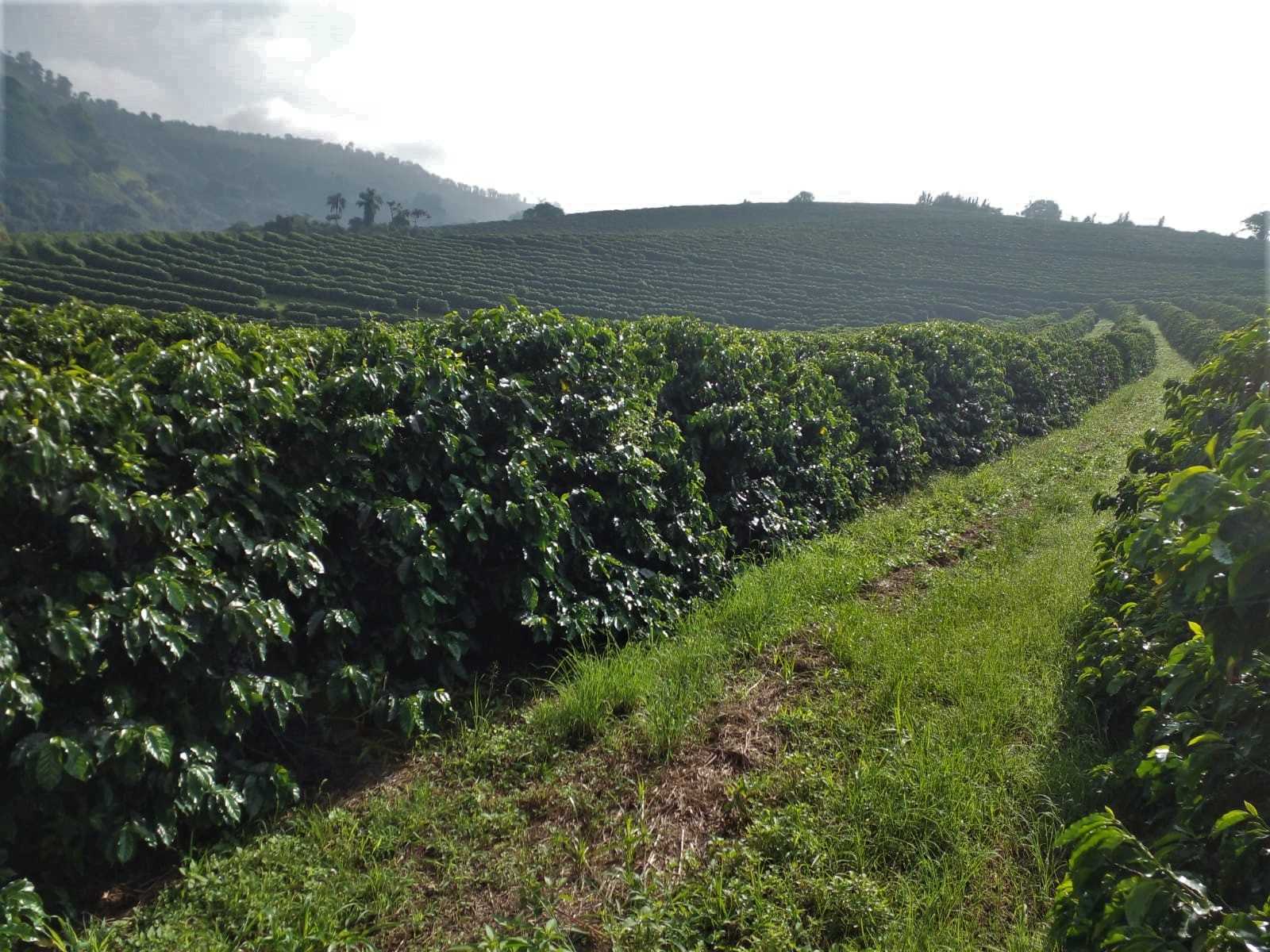 Fazenda, 3 quartos - Foto 23