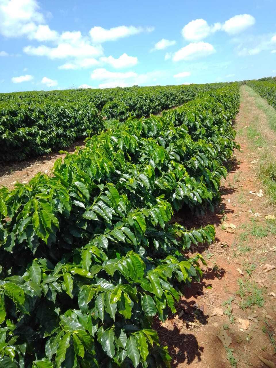 Fazenda, 3 quartos - Foto 5