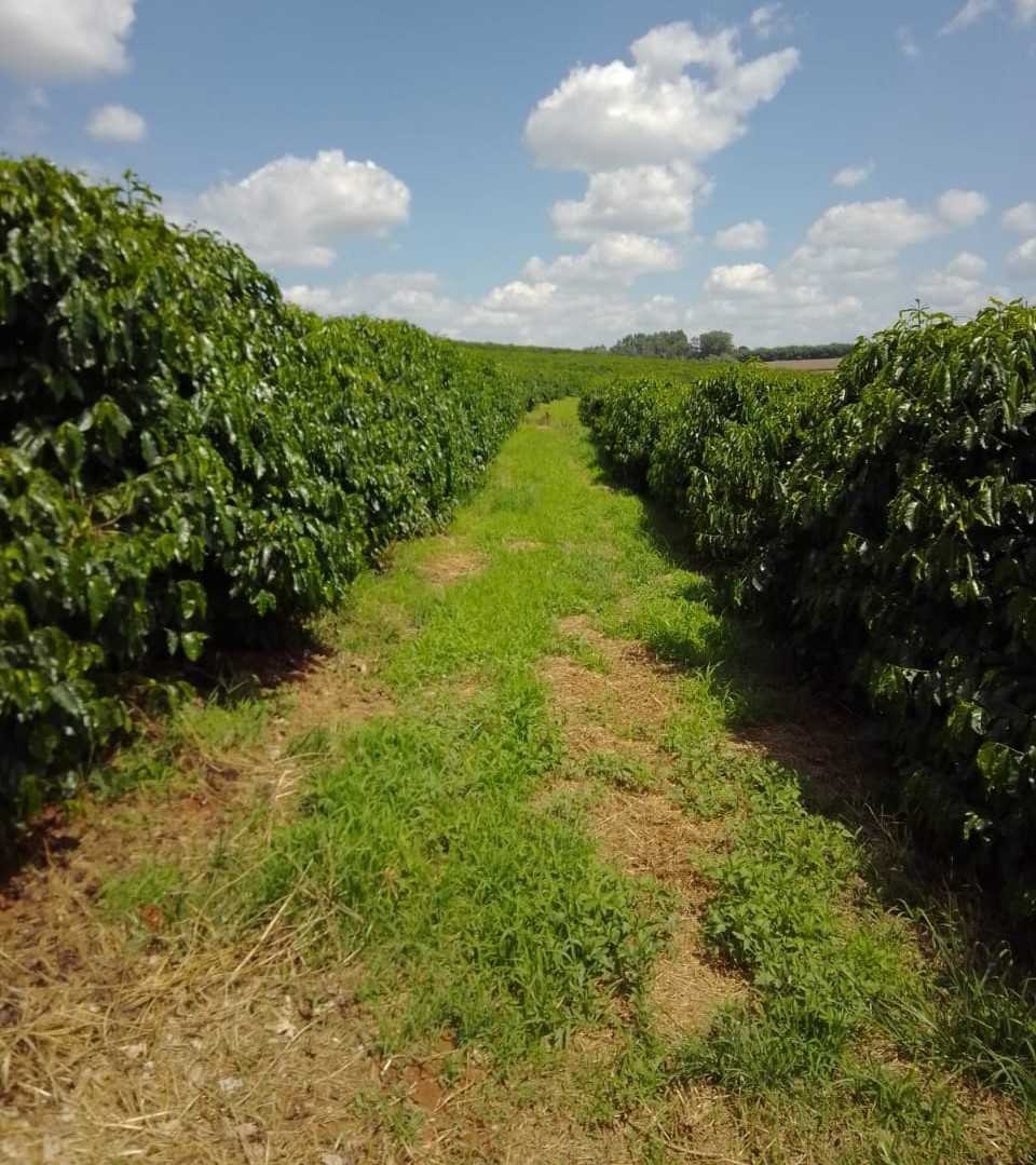 Fazenda, 3 quartos - Foto 16