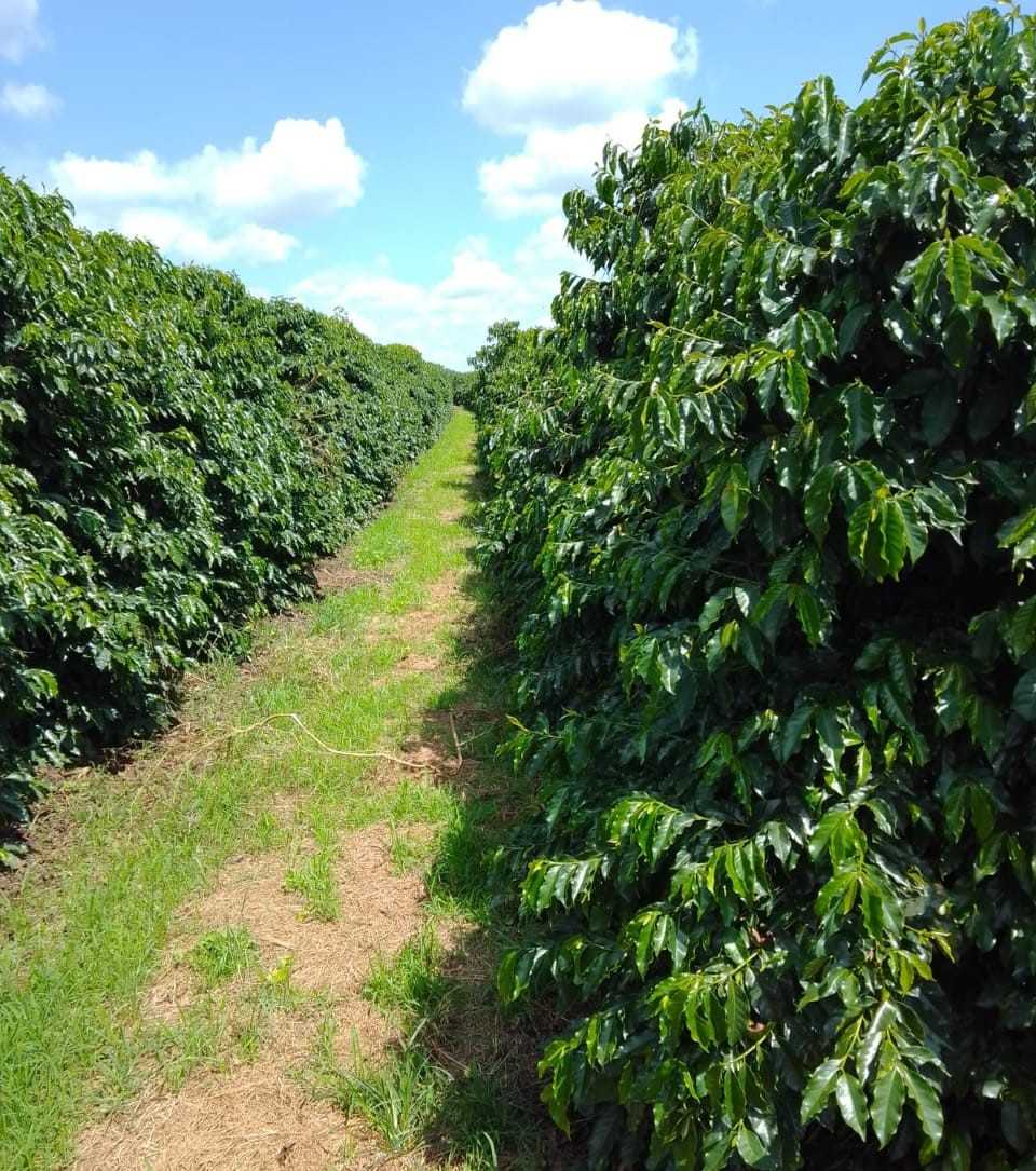 Fazenda, 3 quartos - Foto 7