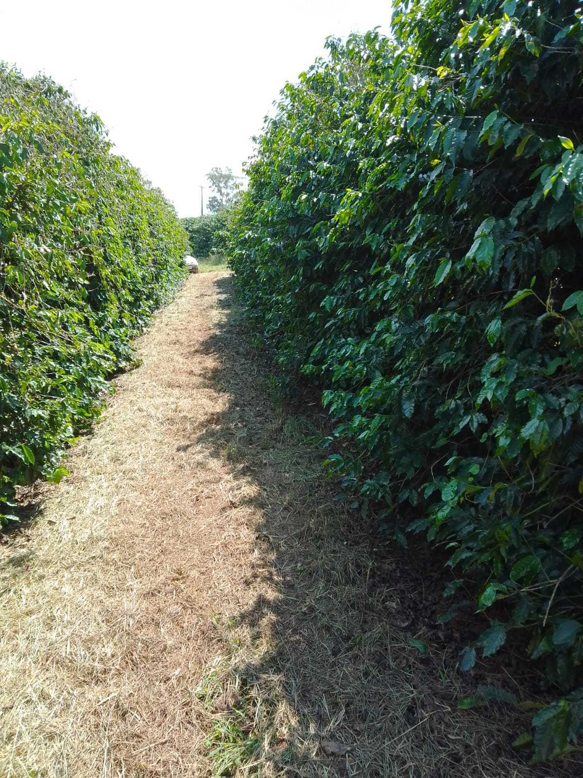 Fazenda, 3 quartos - Foto 19