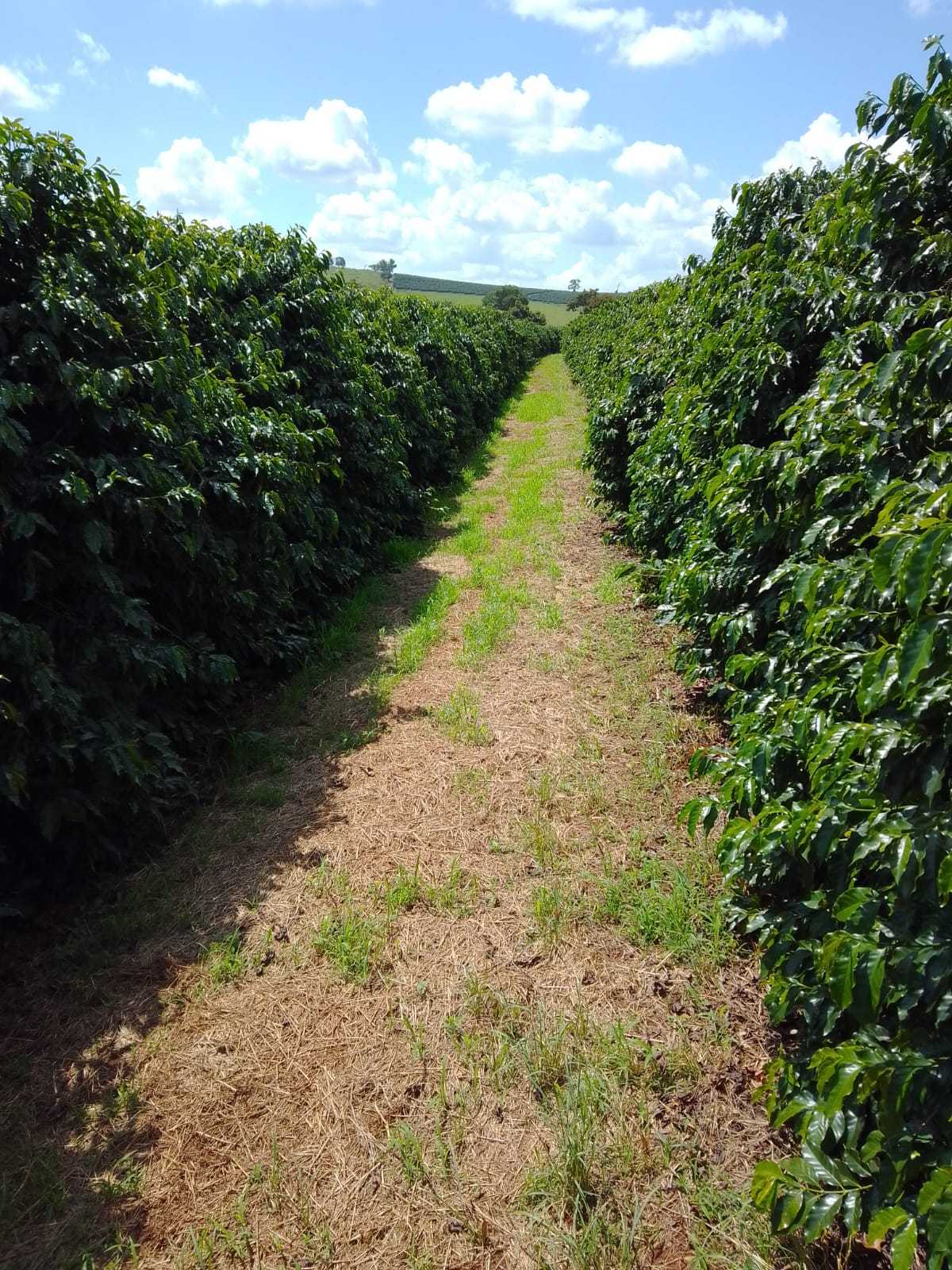 Fazenda, 3 quartos - Foto 14