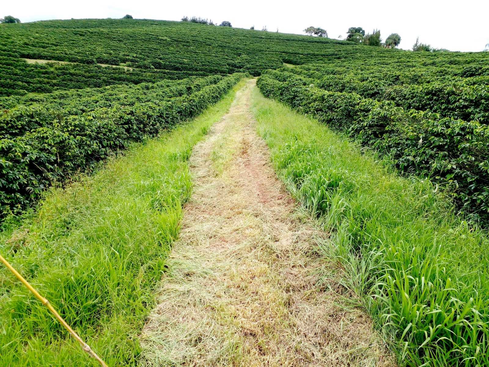 Fazenda, 3 quartos - Foto 22