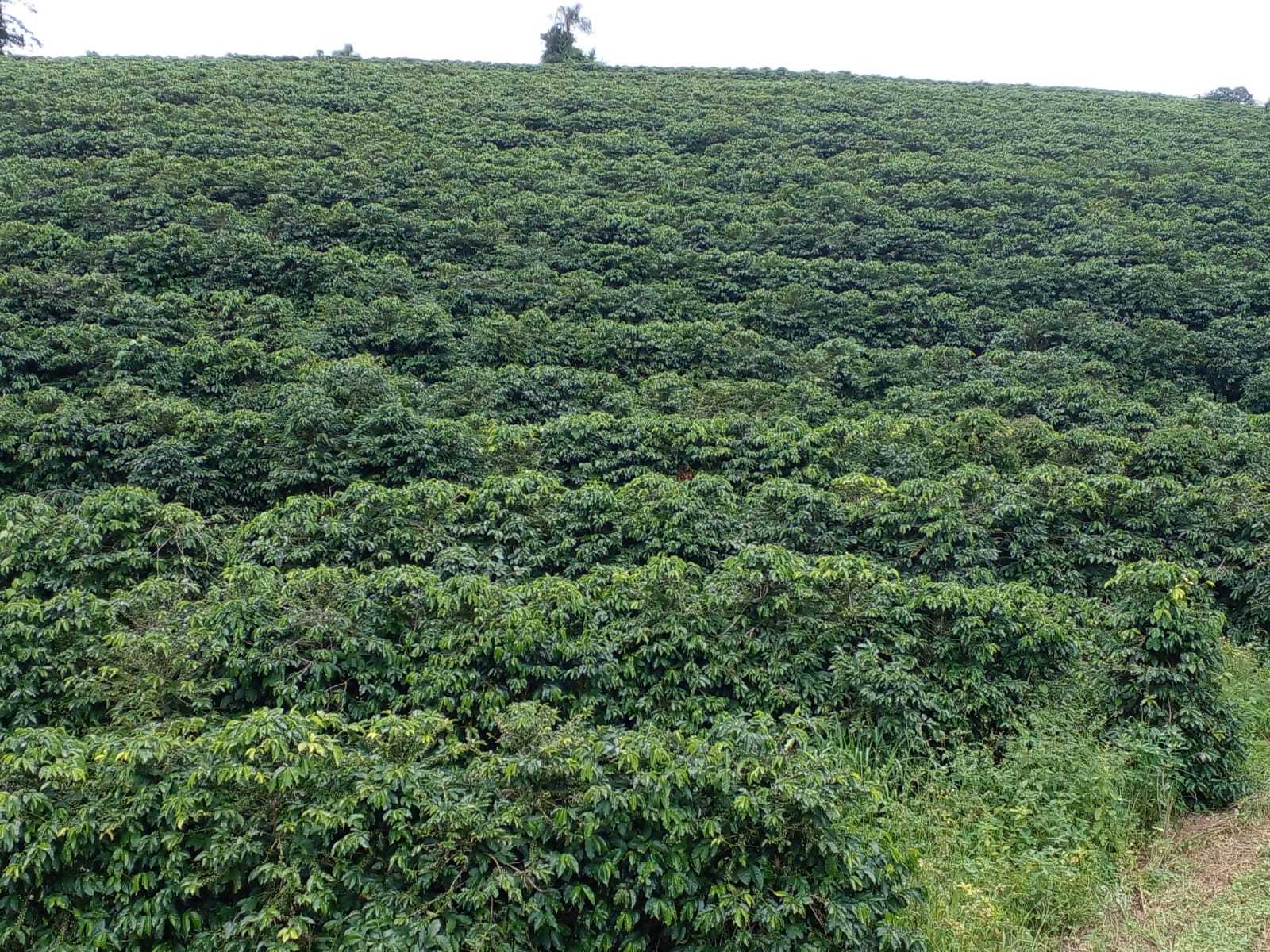 Fazenda, 3 quartos - Foto 11