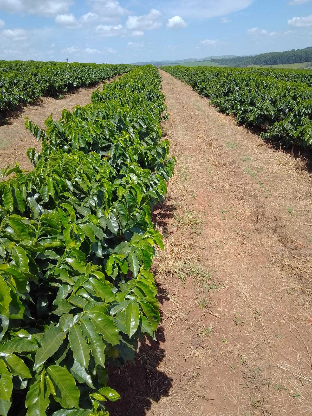 Fazenda, 3 quartos - Foto 8