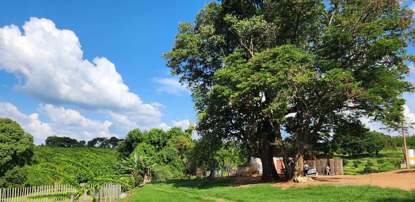 Fazenda, 91 hectares - Foto 23