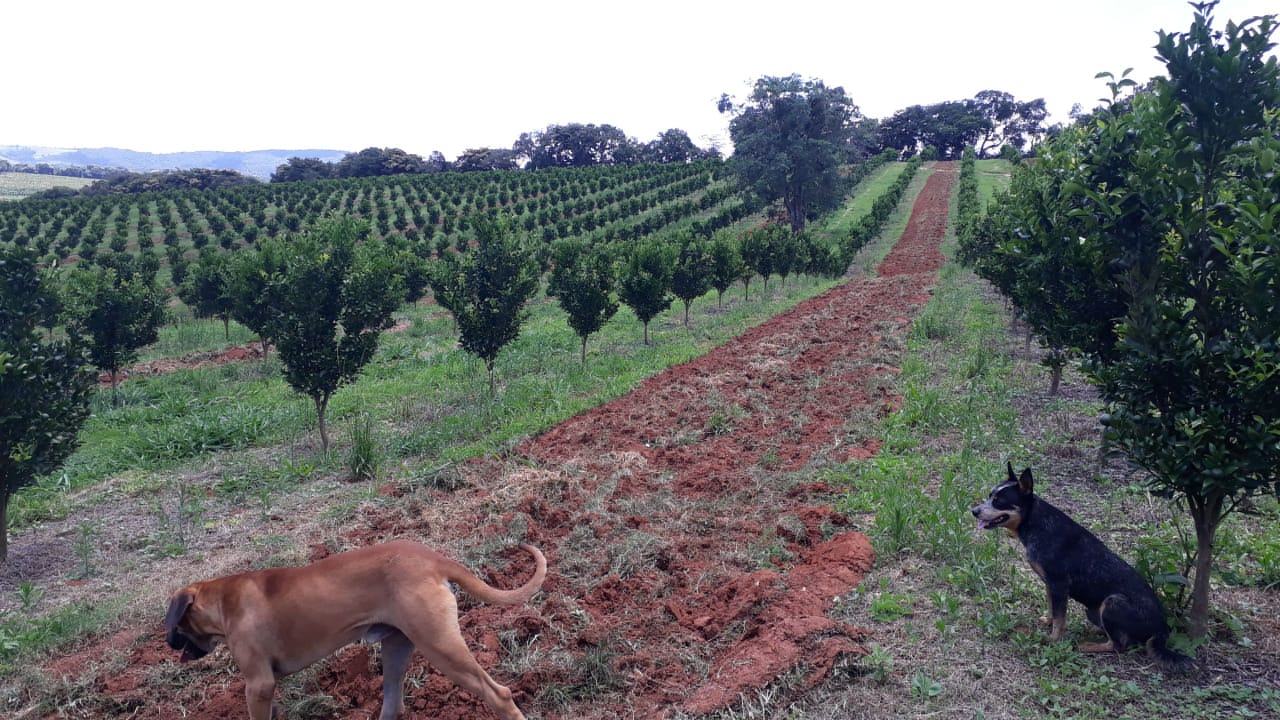 Fazenda, 91 hectares - Foto 12