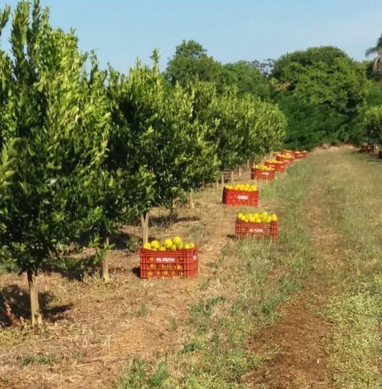 Fazenda, 91 hectares - Foto 11