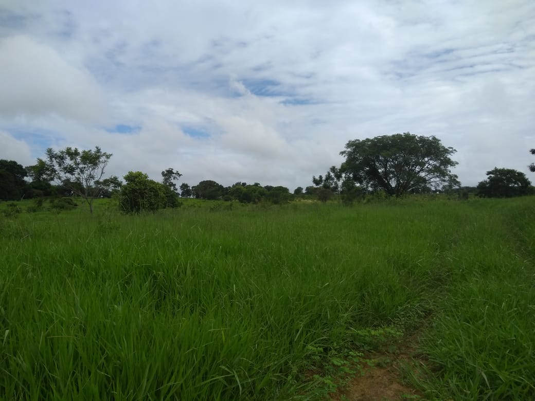 Fazenda, 620 hectares - Foto 6