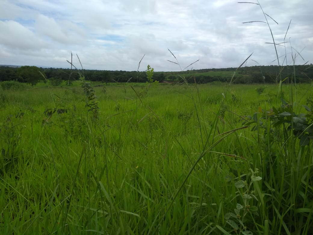 Fazenda, 620 hectares - Foto 15