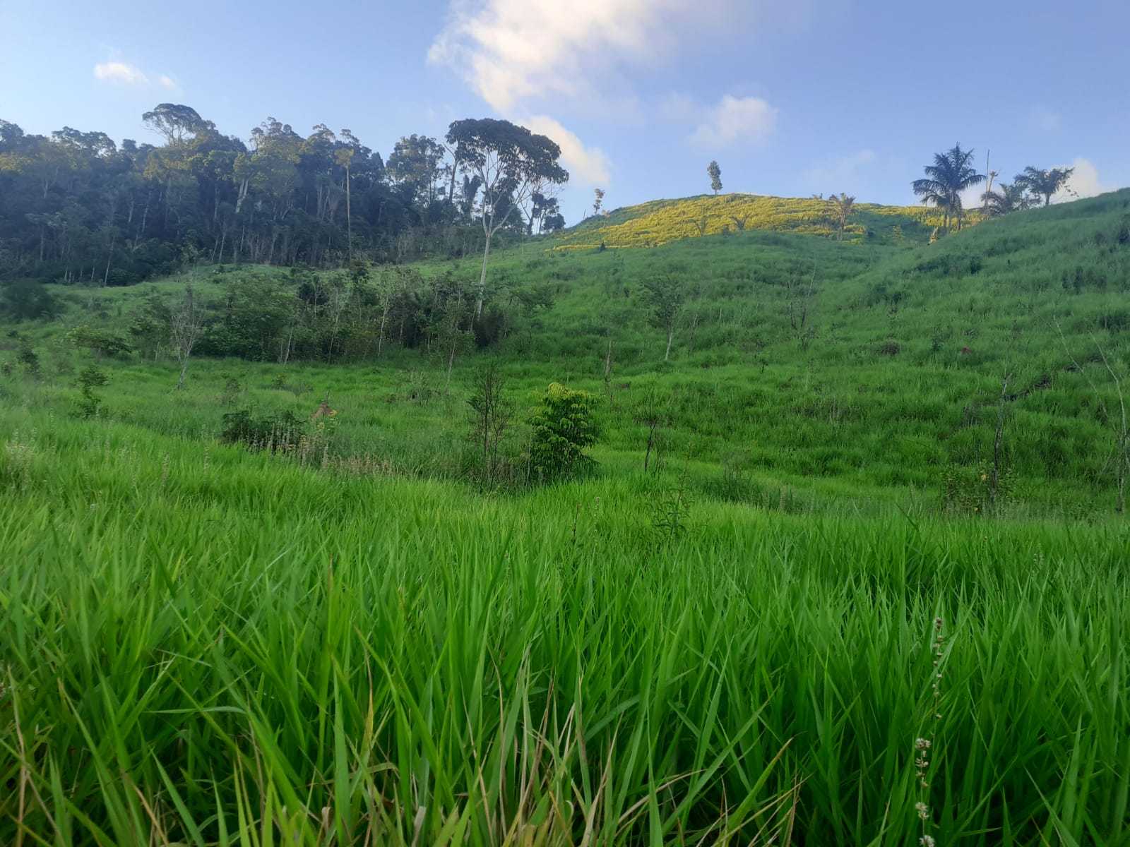 Chácara, 1 quarto, 1162 hectares - Foto 6