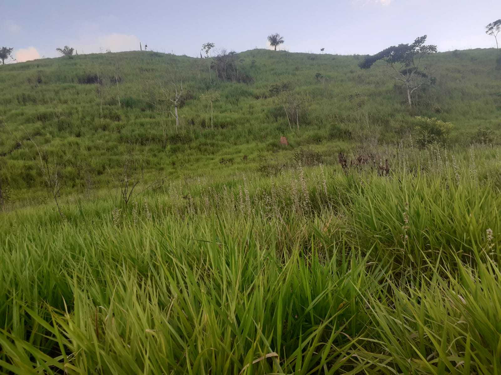 Chácara, 1 quarto, 1162 hectares - Foto 13