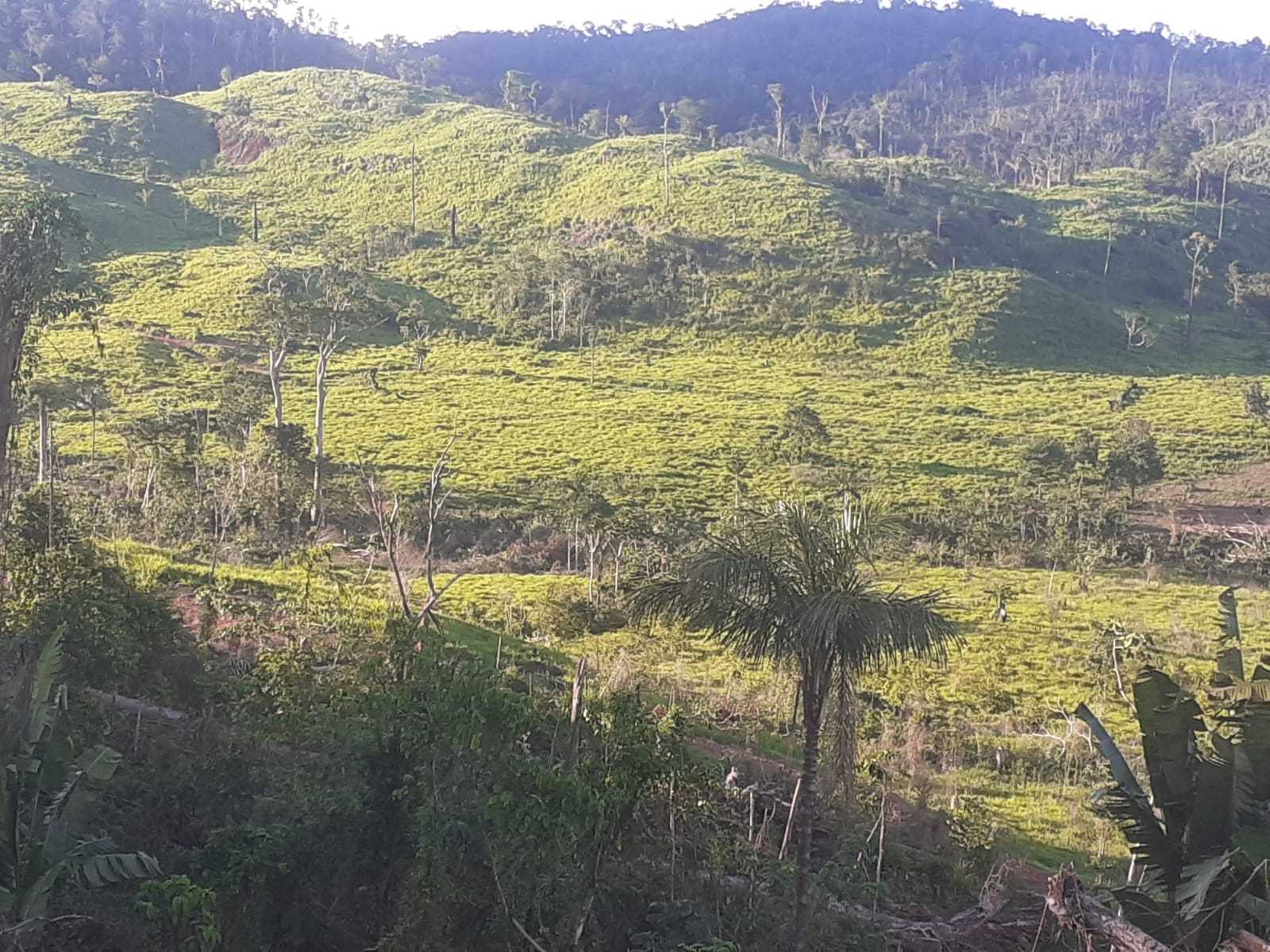 Fazenda, 1162 hectares - Foto 3