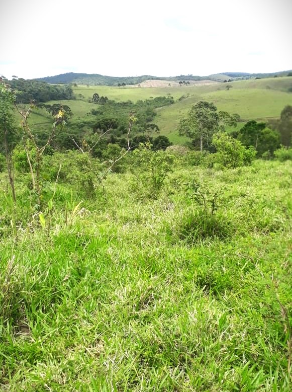 Fazenda, 418 hectares - Foto 7