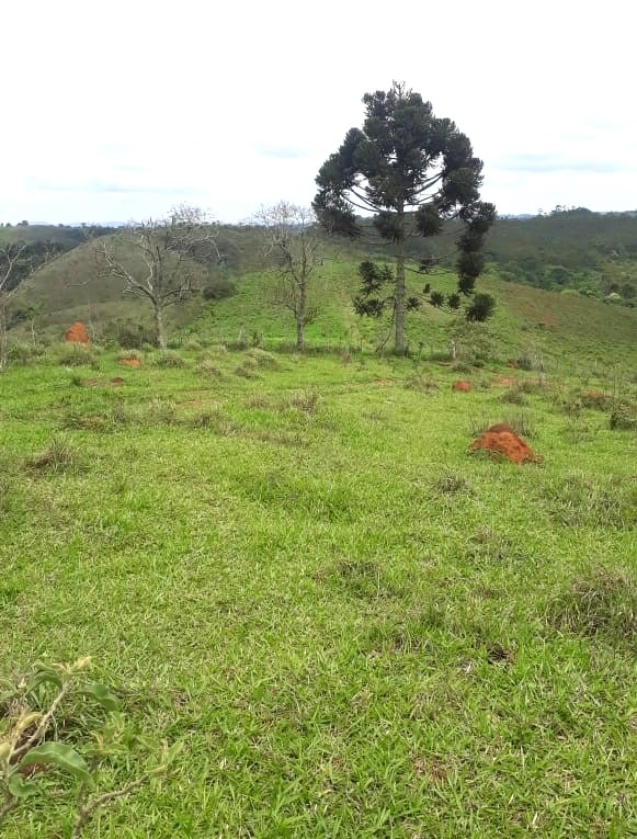 Fazenda, 418 hectares - Foto 4