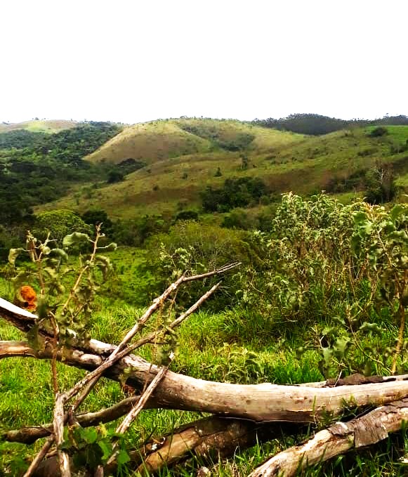 Fazenda, 418 hectares - Foto 10