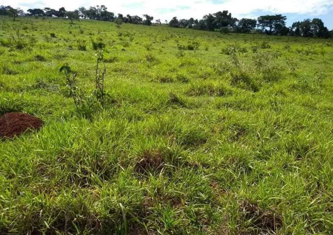 Chácara, 1 quarto, 251 hectares - Foto 7