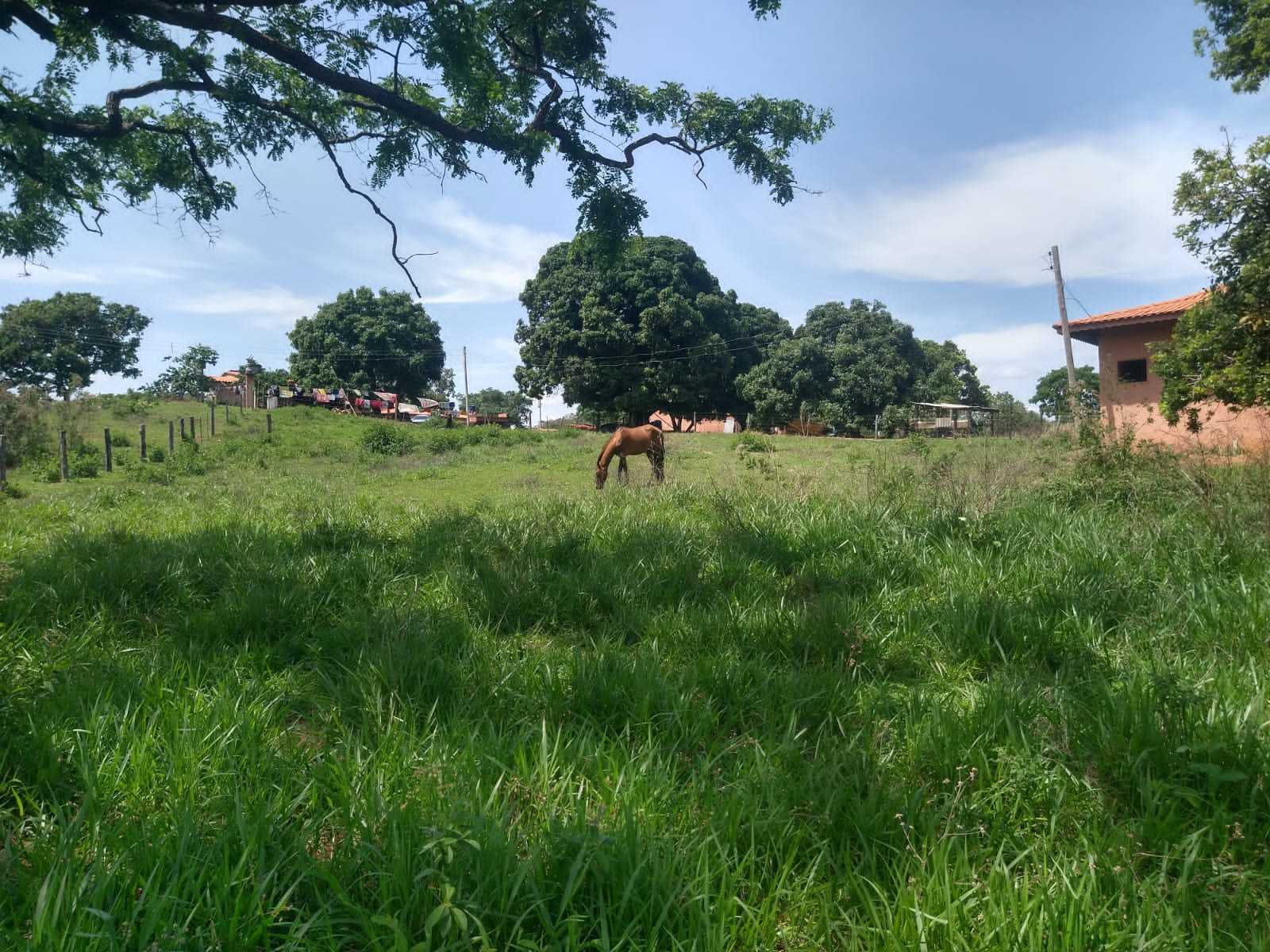 Fazenda, 987 hectares - Foto 21