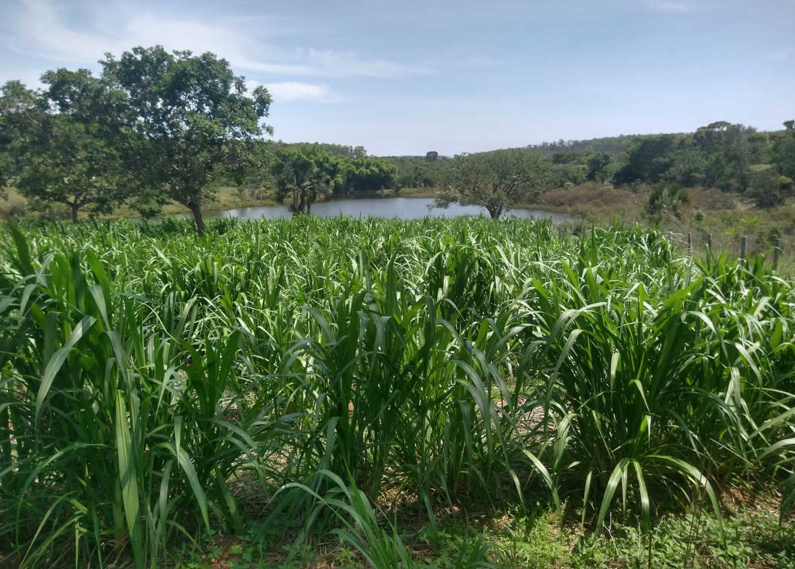 Fazenda, 987 hectares - Foto 12