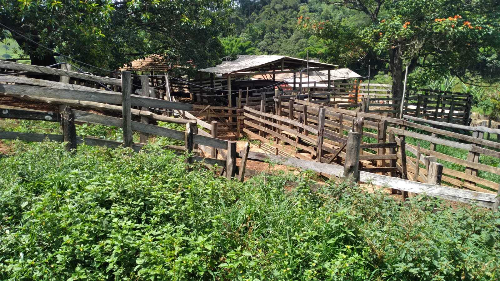 Fazenda, 301 hectares - Foto 11