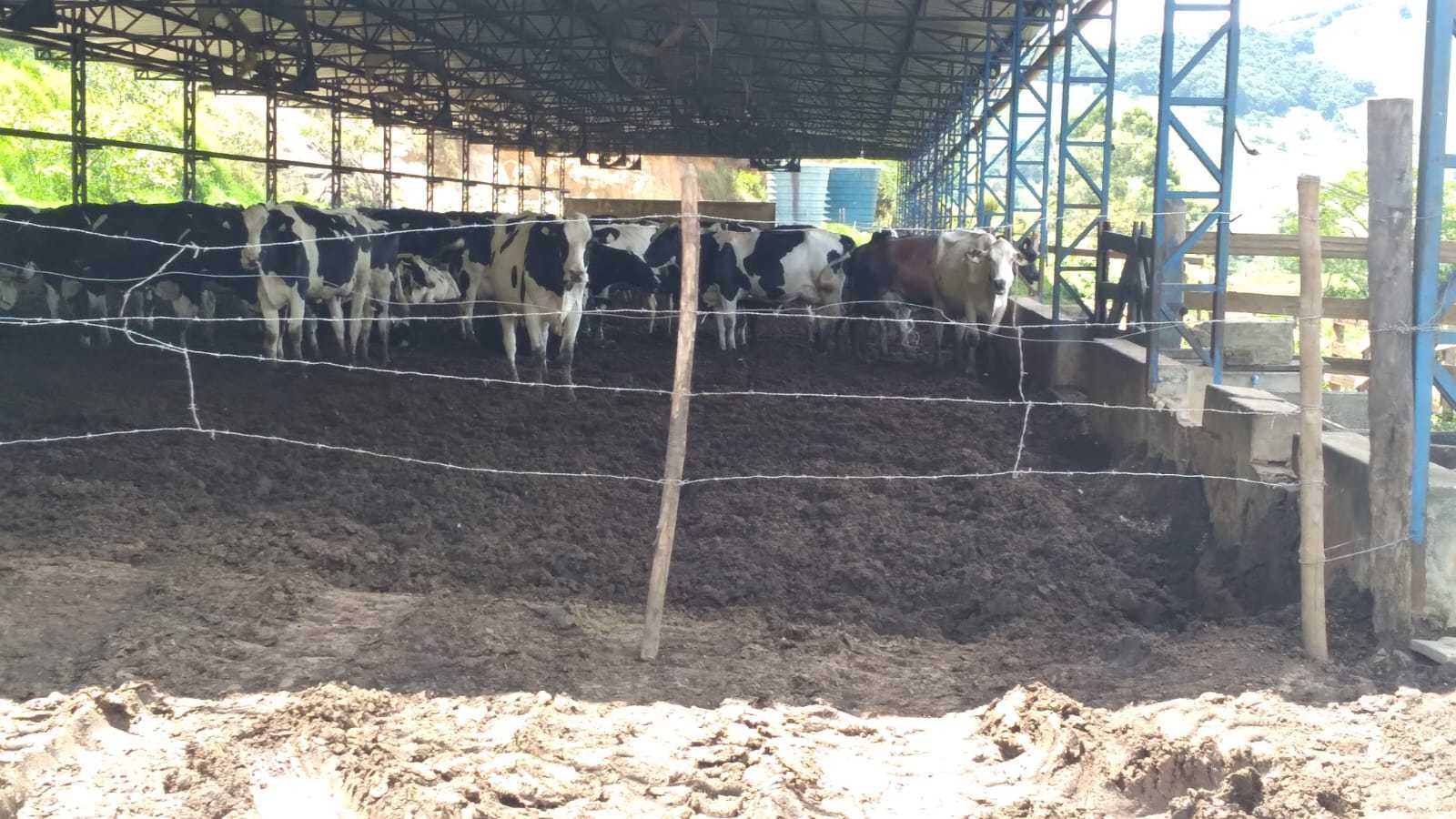 Fazenda, 301 hectares - Foto 4