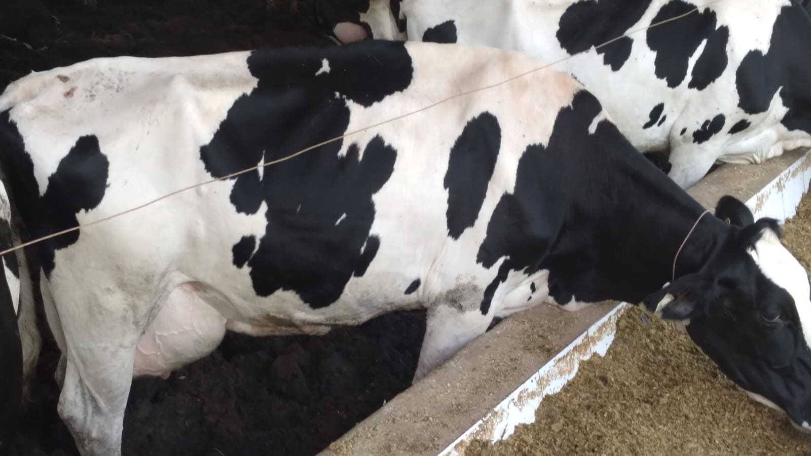 Fazenda, 301 hectares - Foto 5