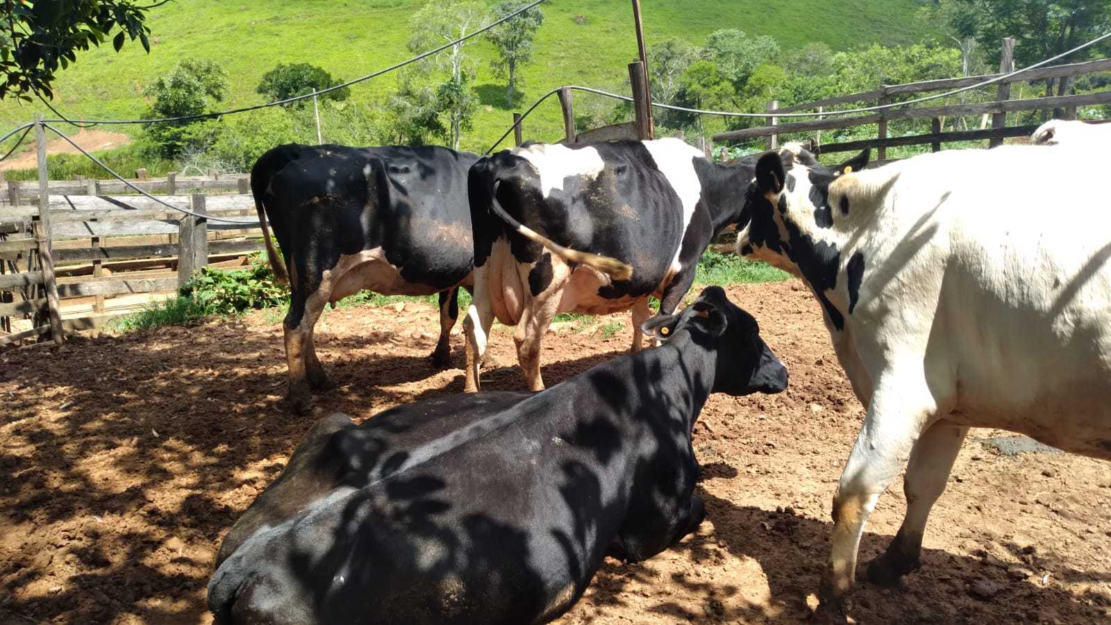 Fazenda, 301 hectares - Foto 13