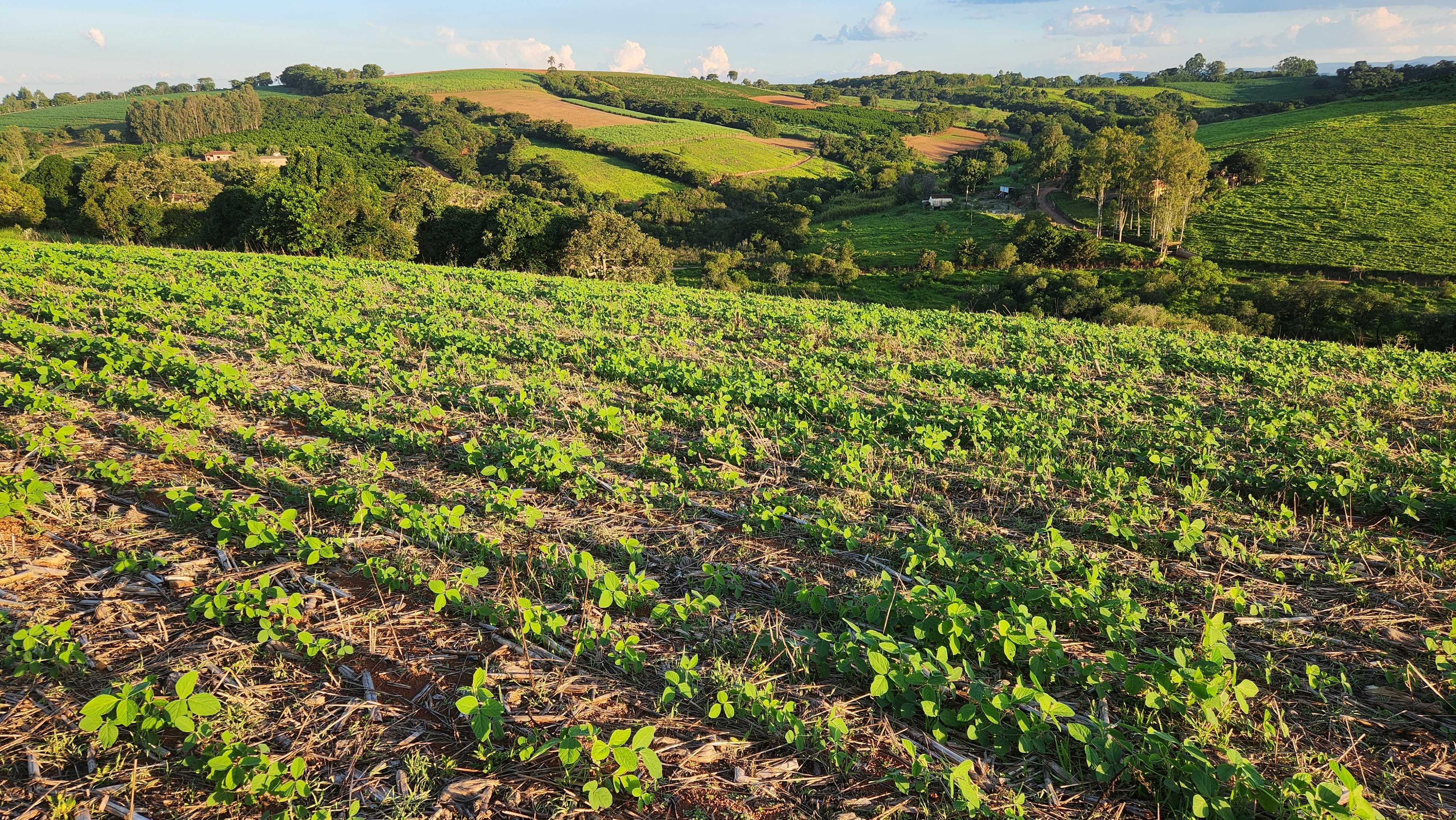 Fazenda, 113 hectares - Foto 12