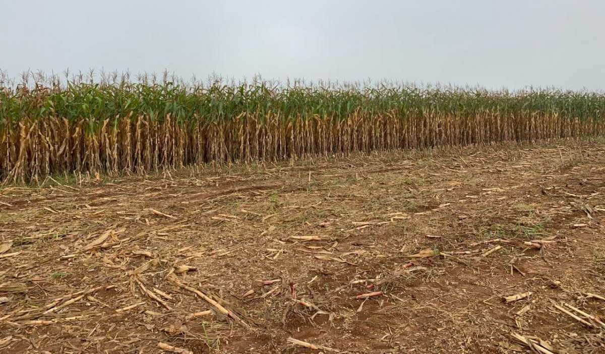 Fazenda, 318 hectares - Foto 18