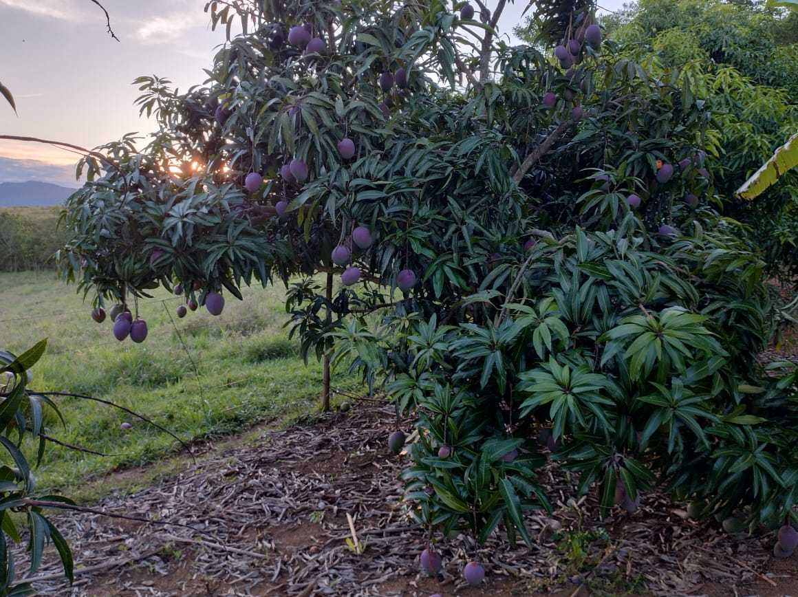 Chácara, 3 quartos, 40 hectares - Foto 15