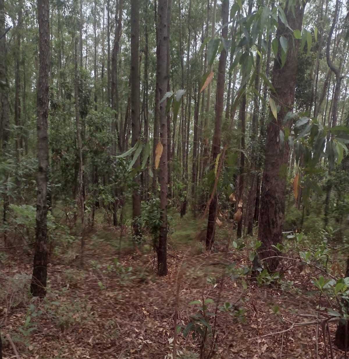 Fazenda, 60 hectares - Foto 14